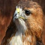 image of bird