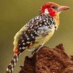 image of bird