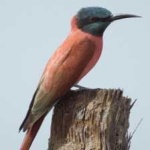 image of bird