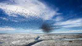image of animal_migration