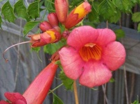 image of flower