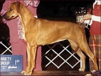image of rhodesian_ridgeback