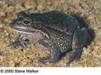 image of tailed_frog