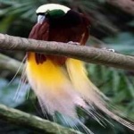 image of bird