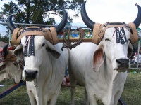 image of oxcart