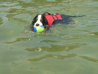 image of bernese_mountain_dog