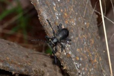 image of long_horned_beetle