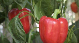 image of fruit_and_vegetable