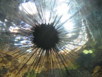 image of sea_urchin