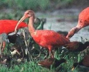 image of ibis