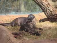 image of otter