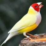 image of bird