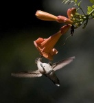 image of hummingbird