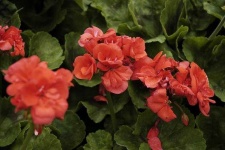 image of geranium #3