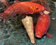 image of goldfish