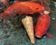 image of goldfish #29