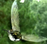 image of hummingbird