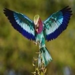 image of bird