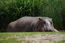image of hippopotamus