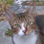 image of animal