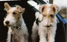 image of wire_haired_fox_terrier