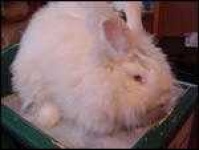 image of angora