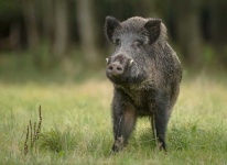 image of boar #33