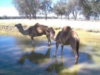 image of arabian_camel