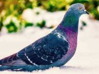 image of pigeon #5