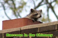 image of animal