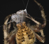 image of barn_spider