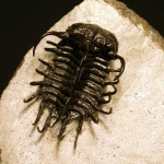image of trilobite