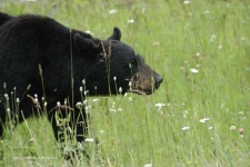 image of american_black_bear