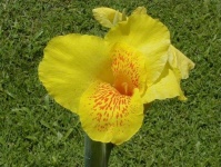 image of flower