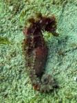 image of seahorse #28