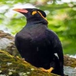 image of bird