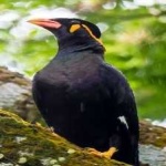 image of enggano_myna #1