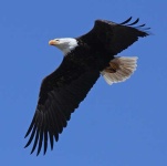 image of bald_eagle