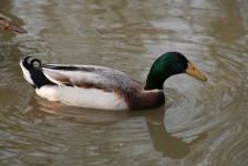 image of animal