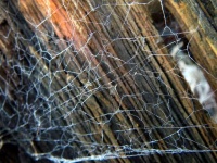 image of texture