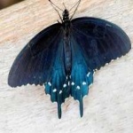 image of animal