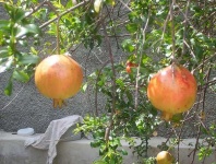 image of pomegranate