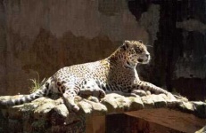 image of jaguar_car