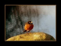 image of robin