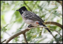 image of bulbul