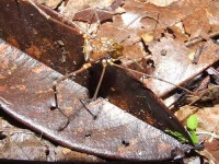 image of harvestman