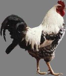 image of rooster