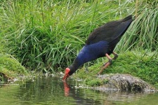 image of european_gallinule #17