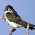 image of bird