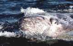 image of grey_whale